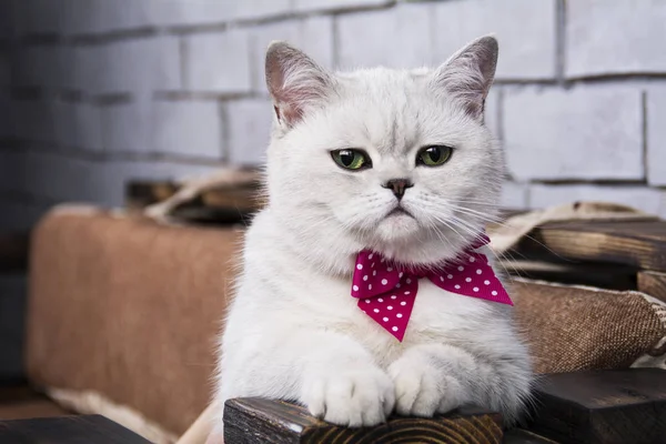  Kanepede oturan İskoç yavru kedi