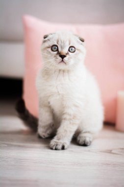  Kanepede oturan İskoç yavru kedi