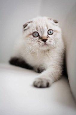  Kanepede oturan İskoç yavru kedi