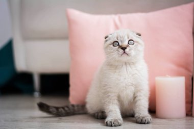  Kanepede oturan İskoç yavru kedi