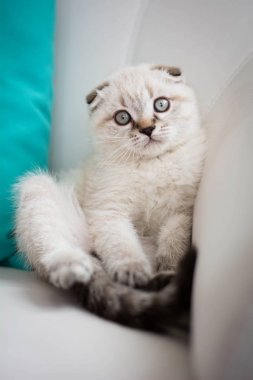  Kanepede oturan İskoç yavru kedi