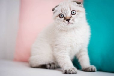  Kanepede oturan İskoç yavru kedi   