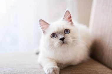 İskoç kedisi Burma cüce hayvanlar kedi, kedi, kedi, hayvan, evcil hayvan, sevimli, beyaz, kedi, kedi, kedi, tüylü, oturan, İranlı, memeli, güzel, portre, İngiltere, İskoç, Burma, Munchkin, hayvanlar, kediler, tımar