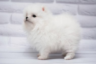 İskoç kedisi Burma cüce hayvanlar kedi, kedi, kedi, hayvan, evcil hayvan, sevimli, beyaz, kedi, kedi, kedi, tüylü, oturan, İranlı, memeli, güzel, portre, İngiltere, İskoç, Burma, Munchkin, hayvanlar, kediler, tımar