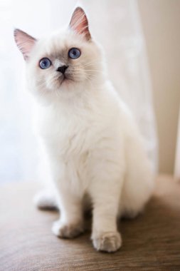 İskoç kedisi Burma cüce hayvanlar kedi, kedi, kedi, hayvan, evcil hayvan, sevimli, beyaz, kedi, kedi, kedi, tüylü, oturan, İranlı, memeli, güzel, portre, İngiltere, İskoç, Burma, Munchkin, hayvanlar, kediler, tımar