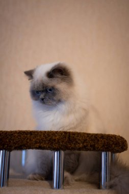 İskoç kedisi Burma cüce hayvanlar kedi, kedi, kedi, hayvan, evcil hayvan, sevimli, beyaz, kedi, kedi, kedi, tüylü, oturan, İranlı, memeli, güzel, portre, İngiltere, İskoç, Burma, Munchkin, hayvanlar, kediler, tımar