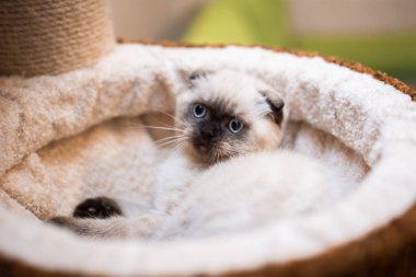 İskoç kedisi Burma cüce hayvanlar kedi, kedi, kedi, hayvan, evcil hayvan, sevimli, beyaz, kedi, kedi, kedi, tüylü, oturan, İranlı, memeli, güzel, portre, İngiltere, İskoç, Burma, Munchkin, hayvanlar, kediler, tımar