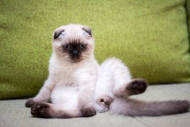 İskoç kedisi Burma cüce hayvanlar kedi, kedi, kedi, hayvan, evcil hayvan, sevimli, beyaz, kedi, kedi, kedi, tüylü, oturan, İranlı, memeli, güzel, portre, İngiltere, İskoç, Burma, Munchkin, hayvanlar, kediler, tımar