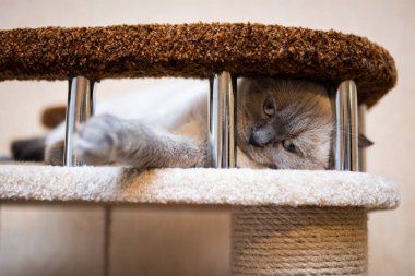 İskoç kedisi Burma cüce hayvanlar kedi, kedi, kedi, hayvan, evcil hayvan, sevimli, beyaz, kedi, kedi, kedi, tüylü, oturan, İranlı, memeli, güzel, portre, İngiltere, İskoç, Burma, Munchkin, hayvanlar, kediler, tımar