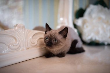 İskoç kedisi Burma cüce hayvanlar kedi, kedi, kedi, hayvan, evcil hayvan, sevimli, beyaz, kedi, kedi, kedi, tüylü, oturan, İranlı, memeli, güzel, portre, İngiltere, İskoç, Burma, Munchkin, hayvanlar, kediler, tımar