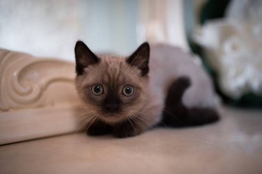 İskoç kedisi Burma cüce hayvanlar kedi, kedi, kedi, hayvan, evcil hayvan, sevimli, beyaz, kedi, kedi, kedi, tüylü, oturan, İranlı, memeli, güzel, portre, İngiltere, İskoç, Burma, Munchkin, hayvanlar, kediler, tımar