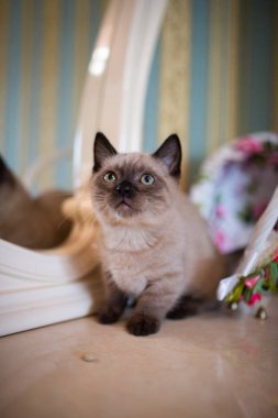 İskoç kedisi Burma cüce hayvanlar kedi, kedi, kedi, hayvan, evcil hayvan, sevimli, beyaz, kedi, kedi, kedi, tüylü, oturan, İranlı, memeli, güzel, portre, İngiltere, İskoç, Burma, Munchkin, hayvanlar, kediler, tımar