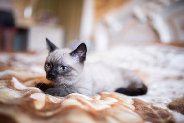 İskoç kedisi Burma cüce hayvanlar kedi, kedi, kedi, hayvan, evcil hayvan, sevimli, beyaz, kedi, kedi, kedi, tüylü, oturan, İranlı, memeli, güzel, portre, İngiltere, İskoç, Burma, Munchkin, hayvanlar, kediler, tımar