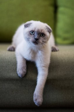 İskoç kedisi Burma cüce hayvanlar kedi, kedi, kedi, hayvan, evcil hayvan, sevimli, beyaz, kedi, kedi, kedi, tüylü, oturan, İranlı, memeli, güzel, portre, İngiltere, İskoç, Burma, Munchkin, hayvanlar, kediler, tımar