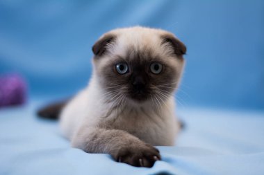 İskoç kedisi Burma cüce hayvanlar kedi, kedi, kedi, hayvan, evcil hayvan, sevimli, beyaz, kedi, kedi, kedi, tüylü, oturan, İranlı, memeli, güzel, portre, İngiltere, İskoç, Burma, Munchkin, hayvanlar, kediler, tımar