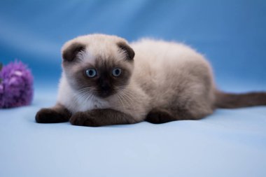 İskoç kedisi Burma cüce hayvanlar kedi, kedi, kedi, hayvan, evcil hayvan, sevimli, beyaz, kedi, kedi, kedi, tüylü, oturan, İranlı, memeli, güzel, portre, İngiltere, İskoç, Burma, Munchkin, hayvanlar, kediler, tımar