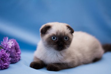 İskoç kedisi Burma cüce hayvanlar kedi, kedi, kedi, hayvan, evcil hayvan, sevimli, beyaz, kedi, kedi, kedi, tüylü, oturan, İranlı, memeli, güzel, portre, İngiltere, İskoç, Burma, Munchkin, hayvanlar, kediler, tımar