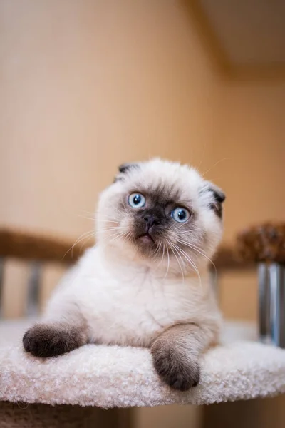 İskoç kedisi Burma cüce hayvanlar kedi, kedi, kedi, hayvan, evcil hayvan, sevimli, beyaz, kedi, kedi, kedi, tüylü, oturan, İranlı, memeli, güzel, portre, İngiltere, İskoç, Burma, Munchkin, hayvanlar, kediler, tımar