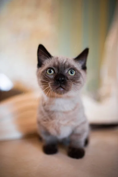 Kitten Scottish British Cat Burma Munchkin Animals Cat Kitten Animal — Stock Photo, Image