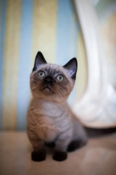 Gatinho Escocês Britânico Gato Birma Munchkin Animais Gato Gatinho Animal — Fotografia de Stock