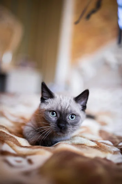 İskoç kedisi Burma cüce hayvanlar kedi, kedi, kedi, hayvan, evcil hayvan, sevimli, beyaz, kedi, kedi, kedi, tüylü, oturan, İranlı, memeli, güzel, portre, İngiltere, İskoç, Burma, Munchkin, hayvanlar, kediler, tımar