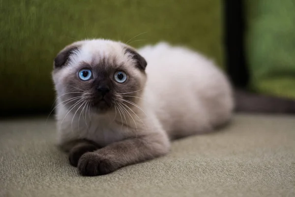 Kätzchen Schottische Britische Katze Burma Munchkin Tiere Katze Kätzchen Tier — Stockfoto