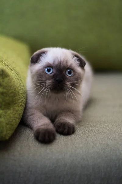 Kätzchen Schottische Britische Katze Burma Munchkin Tiere Katze Kätzchen Tier — Stockfoto