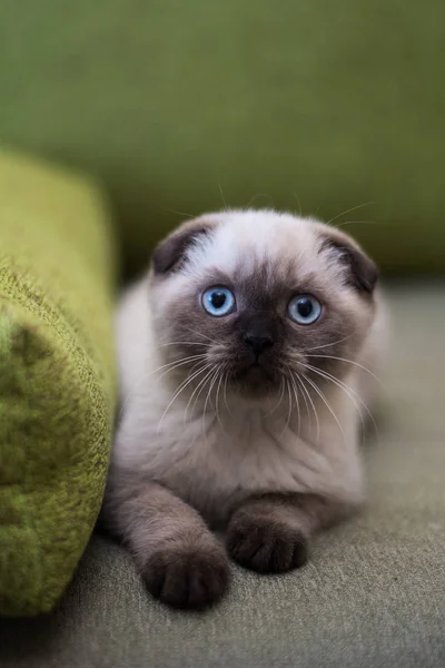 Kätzchen Schottische Britische Katze Burma Munchkin Tiere Katze Kätzchen Tier — Stockfoto