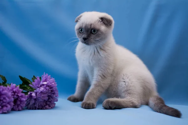 Kitten Scottish British Cat Burma Munchkin Animals Cat Kitten Animal — Stock Photo, Image