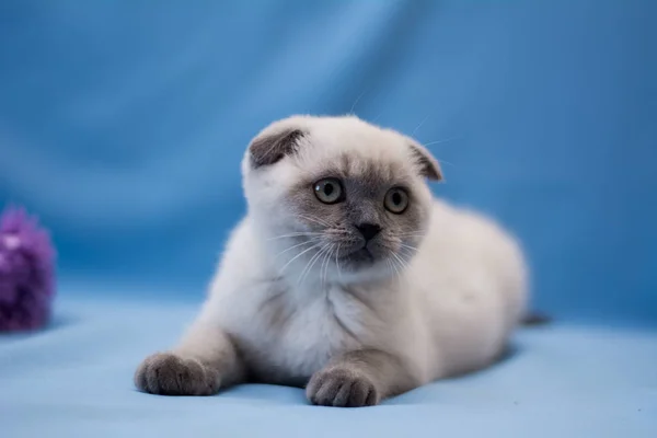 Gatinho Escocês Britânico Gato Birma Munchkin Animais Gato Gatinho Animal — Fotografia de Stock