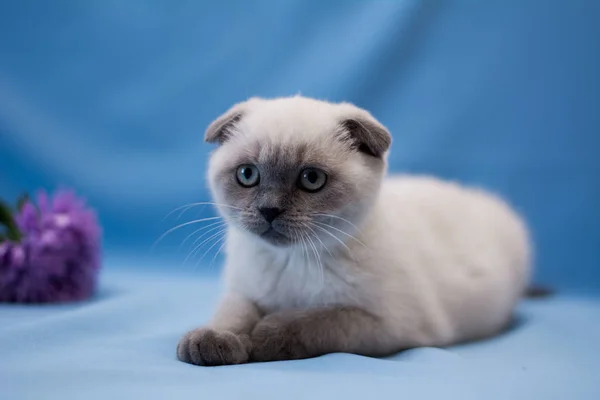 Kitten Scottish British Cat Burma Munchkin Animals Cat Kitten Animal — Stock Photo, Image