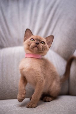 İskoç kedisi Burma cüce hayvanlar kedi, kedi, kedi, hayvan, evcil hayvan, sevimli, beyaz, kedi, kedi, kedi, tüylü, oturan, İranlı, memeli, güzel, portre, İngiltere, İskoç, Burma, Munchkin, hayvanlar, kediler, tımar