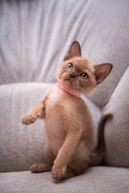 İskoç kedisi Burma cüce hayvanlar kedi, kedi, kedi, hayvan, evcil hayvan, sevimli, beyaz, kedi, kedi, kedi, tüylü, oturan, İranlı, memeli, güzel, portre, İngiltere, İskoç, Burma, Munchkin, hayvanlar, kediler, tımar