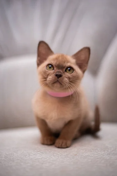 Kattunge Skotsk Brittiska Katt Burma Munchkin Djur Katt Kattunge Djur — Stockfoto