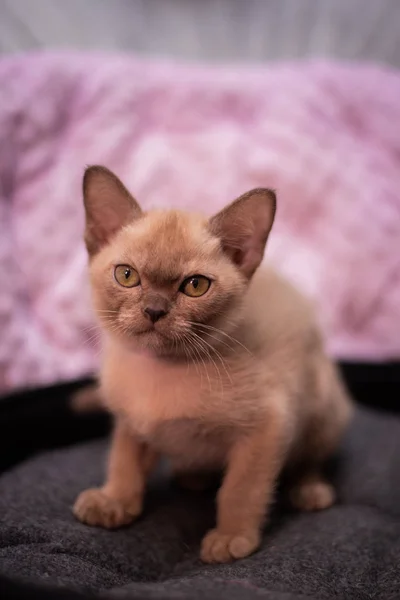 Kätzchen Schottische Britische Katze Burma Munchkin Tiere Katze Kätzchen Tier — Stockfoto