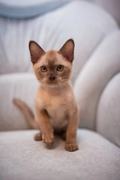 Kattunge Skotsk Brittiska Katt Burma Munchkin Djur Katt Kattunge Djur — Stockfoto