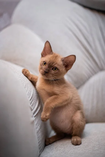 İskoç kedisi Burma cüce hayvanlar kedi, kedi, kedi, hayvan, evcil hayvan, sevimli, beyaz, kedi, kedi, kedi, tüylü, oturan, İranlı, memeli, güzel, portre, İngiltere, İskoç, Burma, Munchkin, hayvanlar, kediler, tımar