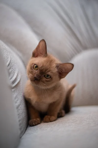 Skoç Kedisi Burma Cüce Hayvanlar Kedi Kedi Kedi Hayvan Evcil — Stok fotoğraf