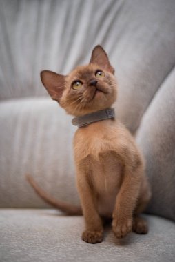 İskoç kedisi Burma cüce hayvanlar kedi, kedi, kedi, hayvan, evcil hayvan, sevimli, beyaz, kedi, kedi, kedi, tüylü, oturan, İranlı, memeli, güzel, portre, İngiltere, İskoç, Burma, Munchkin, hayvanlar, kediler, tımar