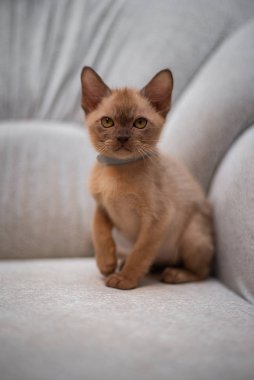 İskoç kedisi Burma cüce hayvanlar kedi, kedi, kedi, hayvan, evcil hayvan, sevimli, beyaz, kedi, kedi, kedi, tüylü, oturan, İranlı, memeli, güzel, portre, İngiltere, İskoç, Burma, Munchkin, hayvanlar, kediler, tımar