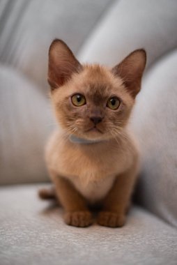 İskoç kedisi Burma cüce hayvanlar kedi, kedi, kedi, hayvan, evcil hayvan, sevimli, beyaz, kedi, kedi, kedi, tüylü, oturan, İranlı, memeli, güzel, portre, İngiltere, İskoç, Burma, Munchkin, hayvanlar, kediler, tımar