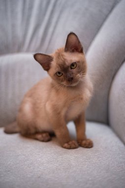 İskoç kedisi Burma cüce hayvanlar kedi, kedi, kedi, hayvan, evcil hayvan, sevimli, beyaz, kedi, kedi, kedi, tüylü, oturan, İranlı, memeli, güzel, portre, İngiltere, İskoç, Burma, Munchkin, hayvanlar, kediler, tımar