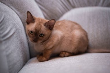 İskoç kedisi Burma cüce hayvanlar kedi, kedi, kedi, hayvan, evcil hayvan, sevimli, beyaz, kedi, kedi, kedi, tüylü, oturan, İranlı, memeli, güzel, portre, İngiltere, İskoç, Burma, Munchkin, hayvanlar, kediler, tımar