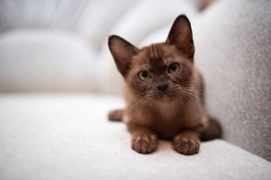 İskoç kedisi Burma cüce hayvanlar kedi, kedi, kedi, hayvan, evcil hayvan, sevimli, beyaz, kedi, kedi, kedi, tüylü, oturan, İranlı, memeli, güzel, portre, İngiltere, İskoç, Burma, Munchkin, hayvanlar, kediler, tımar