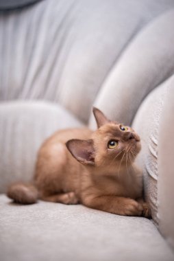 İskoç kedisi Burma cüce hayvanlar kedi, kedi, kedi, hayvan, evcil hayvan, sevimli, beyaz, kedi, kedi, kedi, tüylü, oturan, İranlı, memeli, güzel, portre, İngiltere, İskoç, Burma, Munchkin, hayvanlar, kediler, tımar