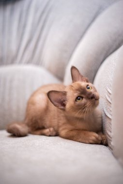 İskoç kedisi Burma cüce hayvanlar kedi, kedi, kedi, hayvan, evcil hayvan, sevimli, beyaz, kedi, kedi, kedi, tüylü, oturan, İranlı, memeli, güzel, portre, İngiltere, İskoç, Burma, Munchkin, hayvanlar, kediler, tımar