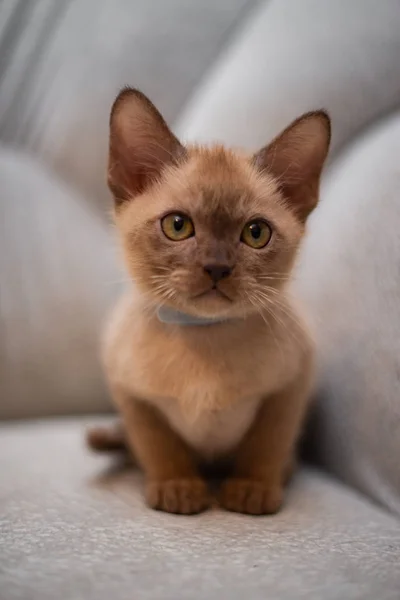 Kattunge Skotsk Brittiska Katt Burma Munchkin Djur Katt Kattunge Djur — Stockfoto
