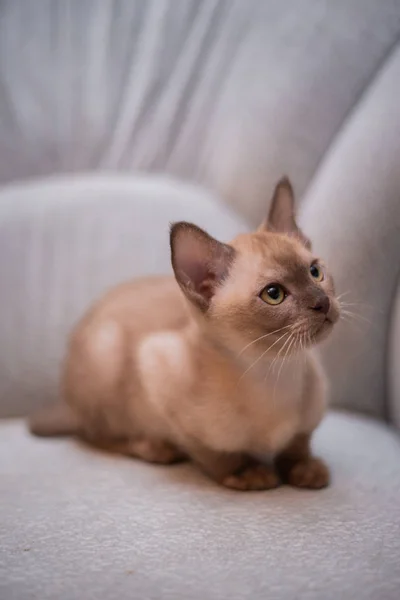 Kätzchen Schottische Britische Katze Burma Munchkin Tiere Katze Kätzchen Tier — Stockfoto