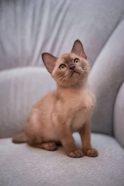 Kattunge Skotsk Brittiska Katt Burma Munchkin Djur Katt Kattunge Djur — Stockfoto