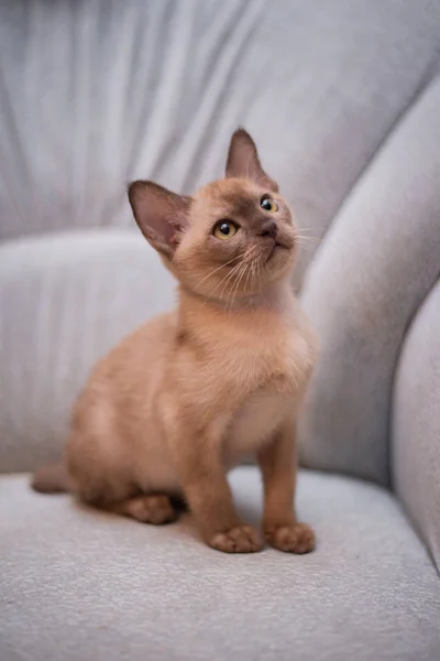 Kätzchen Schottische Britische Katze Burma Munchkin Tiere Katze Kätzchen Tier — Stockfoto